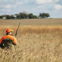 Pheasant Hunting Field #1